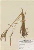 藏品(臺灣黃花茅)的圖片